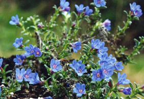 Lithodora diffusa 'Haeveny Blue'